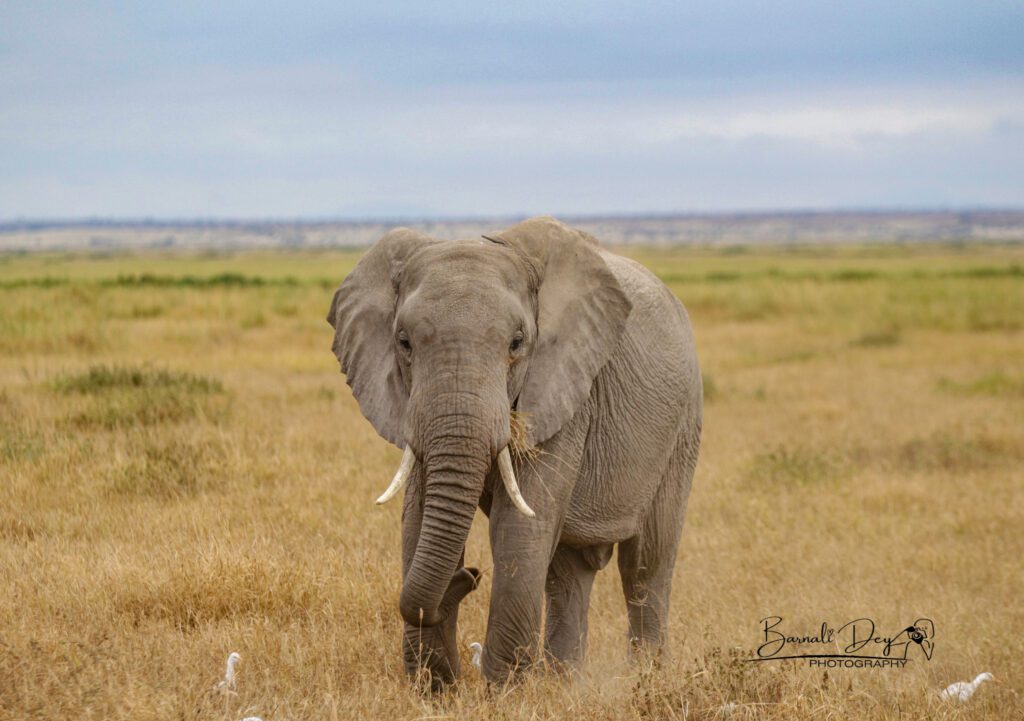 African Big Tuskar at Amboseli National Park